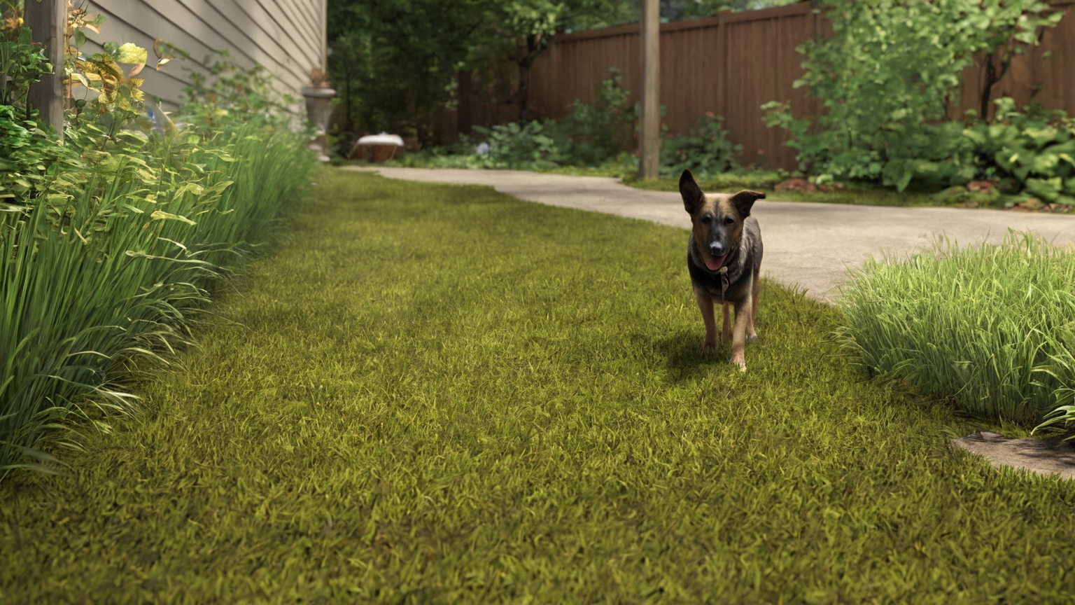 Dog yard tick habitat reduction scene